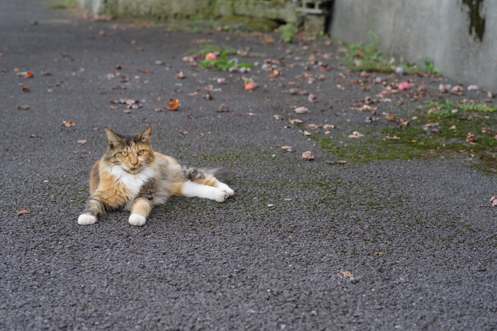 柿猫