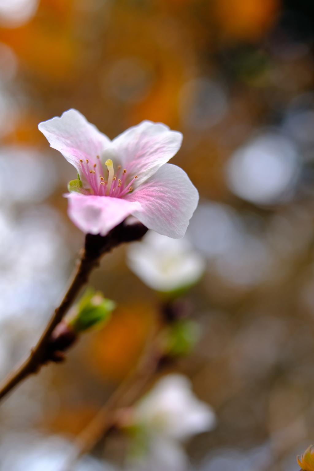 Autumn Blossom