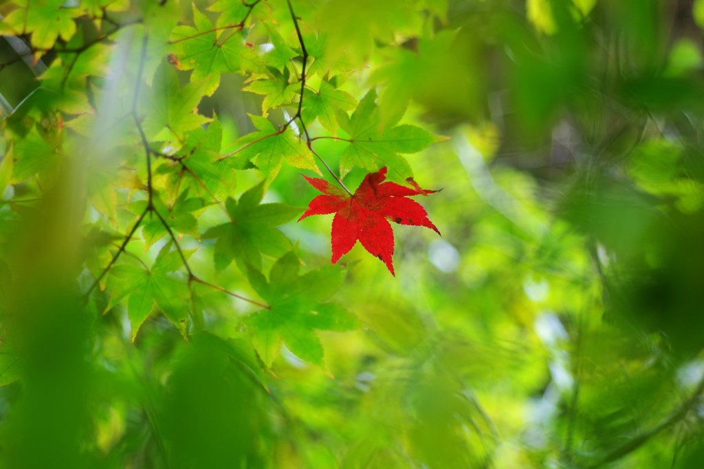 紅一点