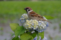 Flower Bed