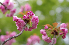 ピンクはじける