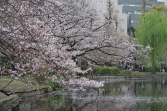 4.8 不忍池の桜