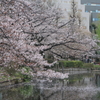 4.8 不忍池の桜