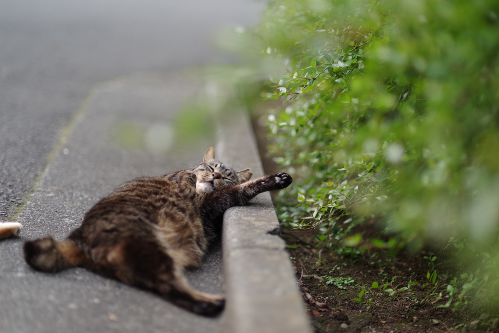 ぐでとら
