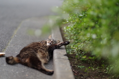 ぐでとら