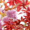 八重桜×紅葉