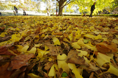 Yellow Carpet