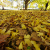 Yellow Carpet