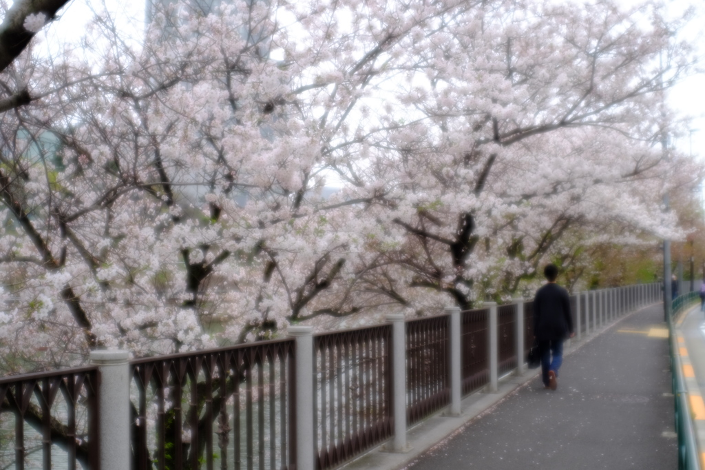 牛込濠の桜