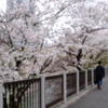 牛込濠の桜