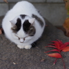 おにぎり