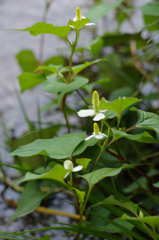 水芭蕉のように