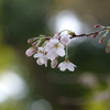開花宣言