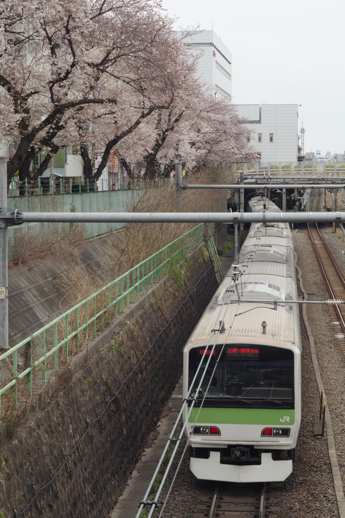 山手桜
