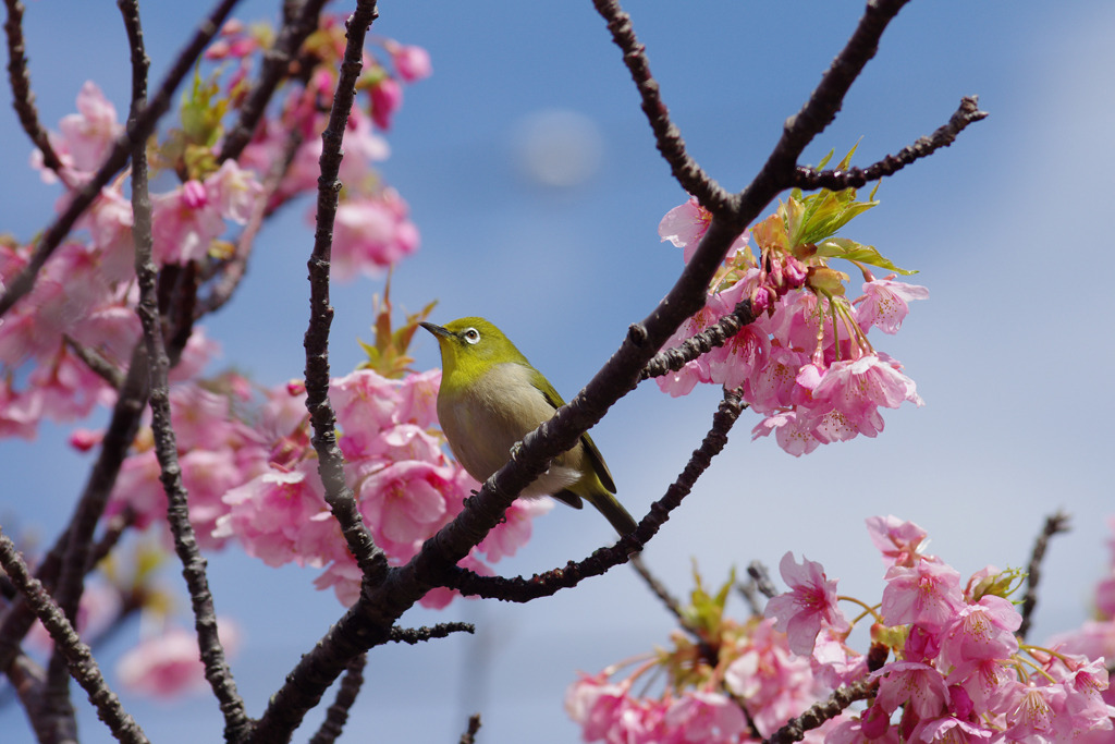 河津のメジロ