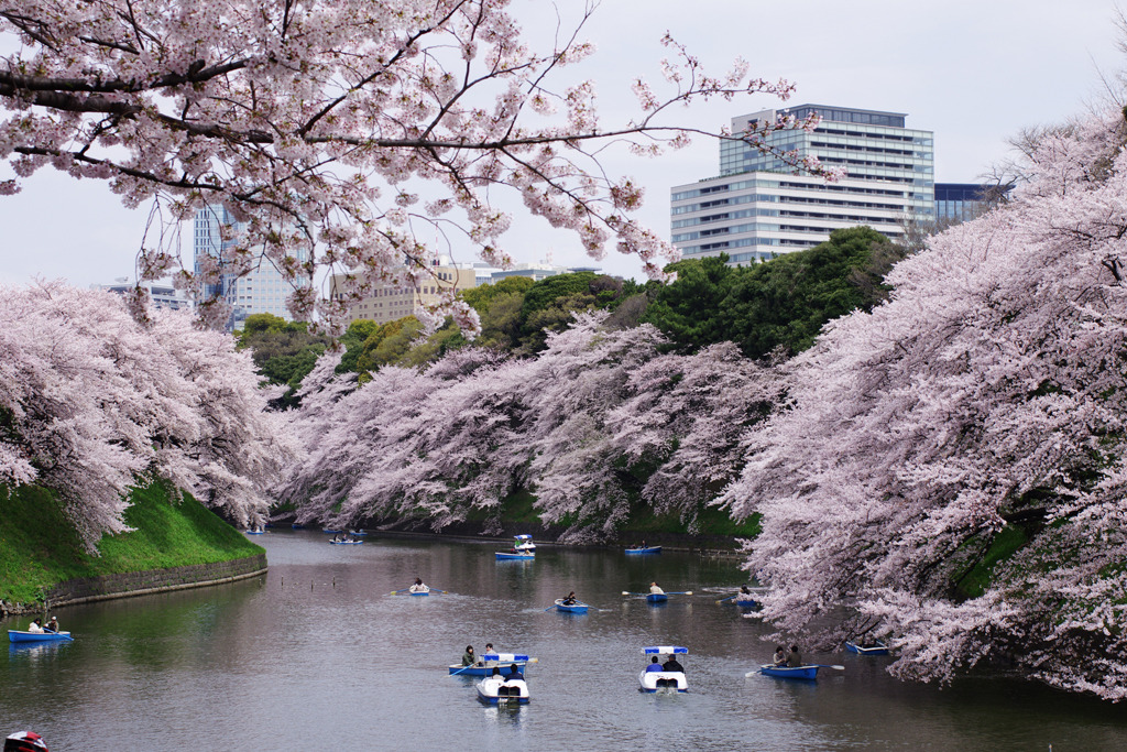 千鳥が淵の桜