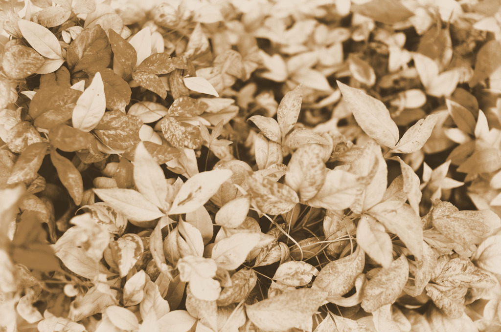 sepia