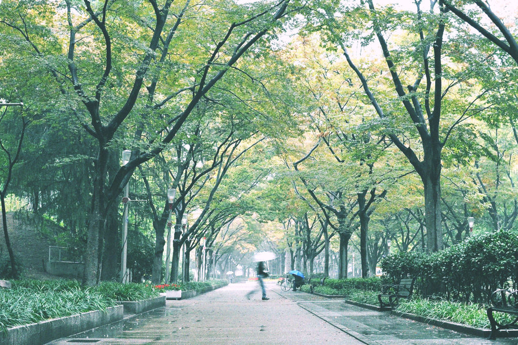  rainy  park