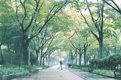  rainy  park