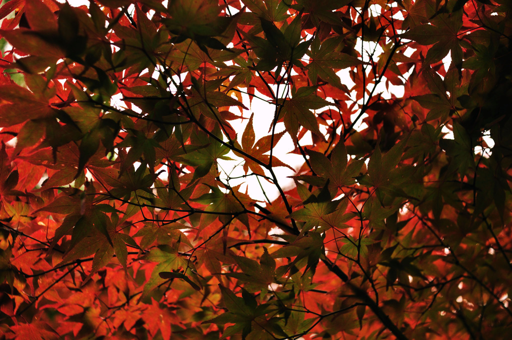 紅葉