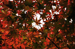 紅葉