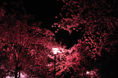 夜桜舞う