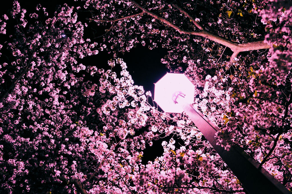 艶桜