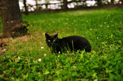 草原に黒猫