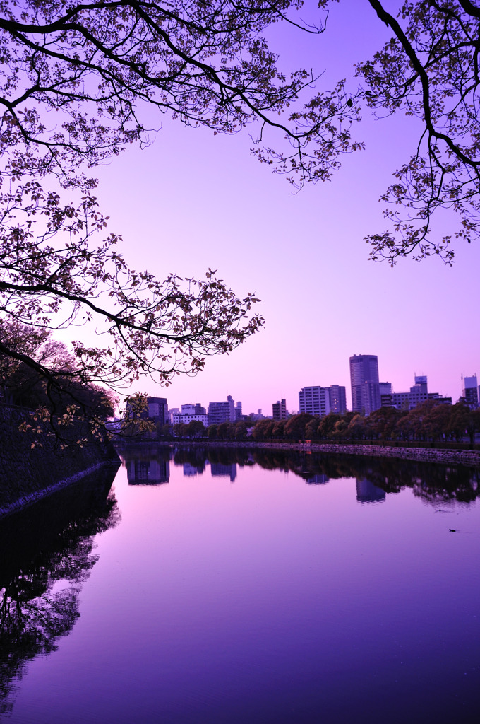light　purple　～大阪城公園～