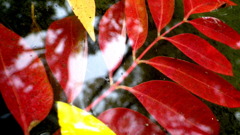 水中紅葉