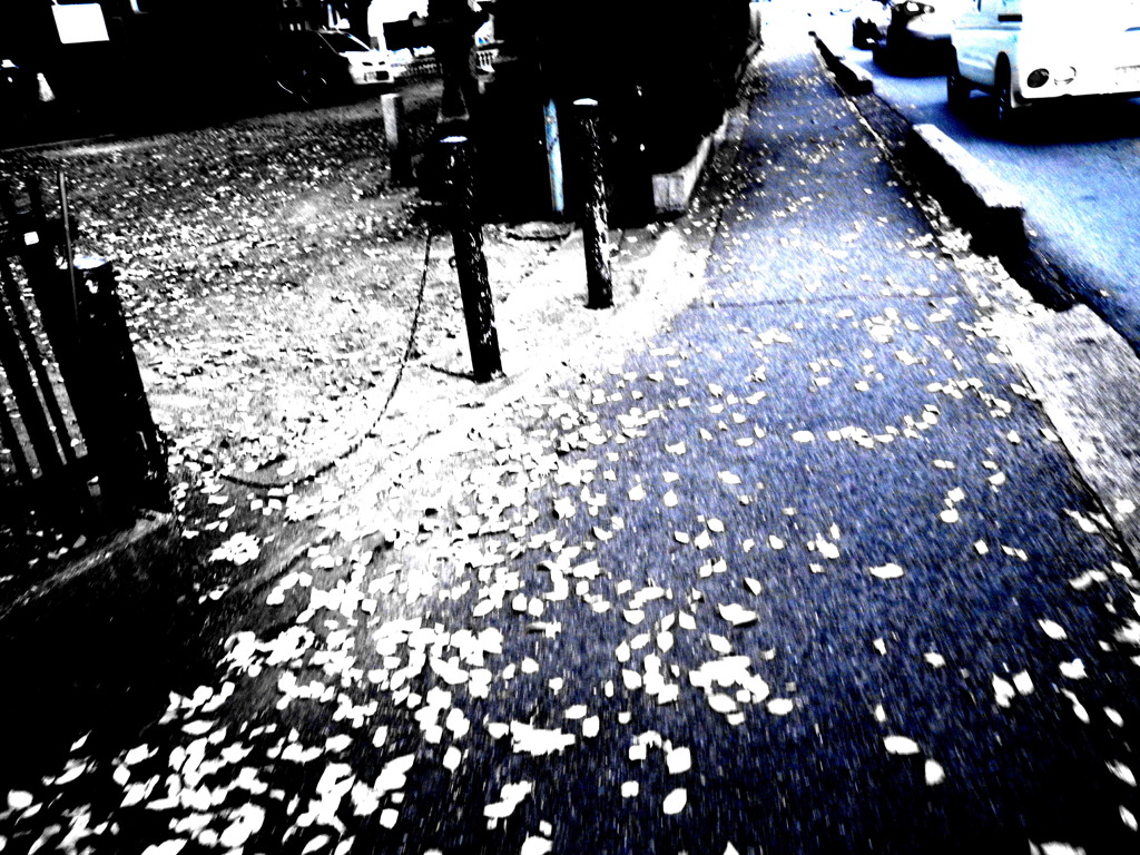 落ち葉～white～