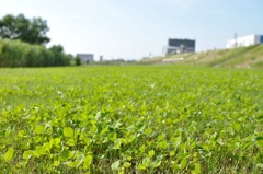 green　bed