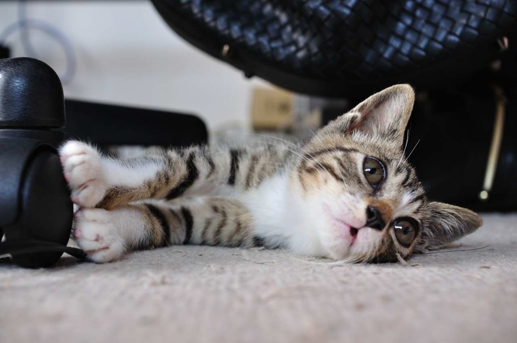 我猫馬鹿