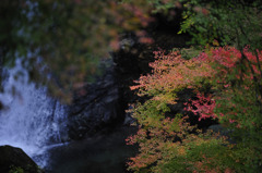 滝ともうじき紅葉