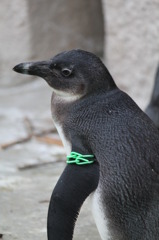 若ペンギン