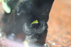 全長１．５ｃｍ