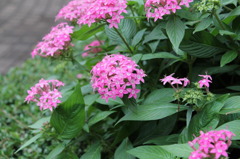 華