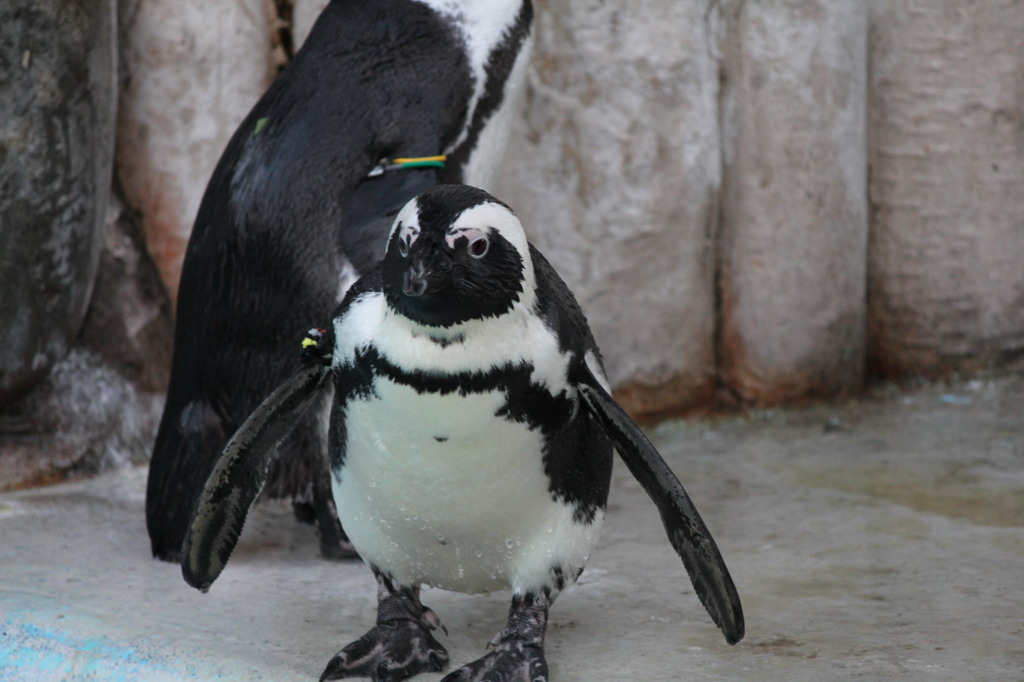 ペンギン