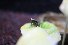 全長１ｃｍ