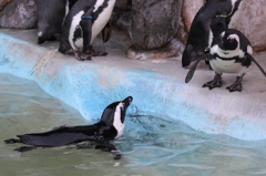 penguin_swim