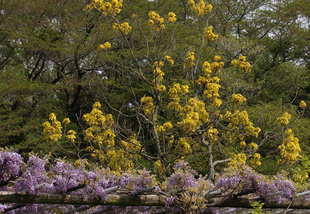 新緑とフジの花