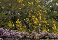 新緑とフジの花