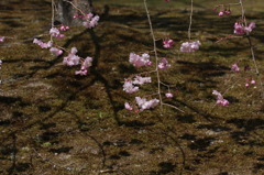 しだれ桜