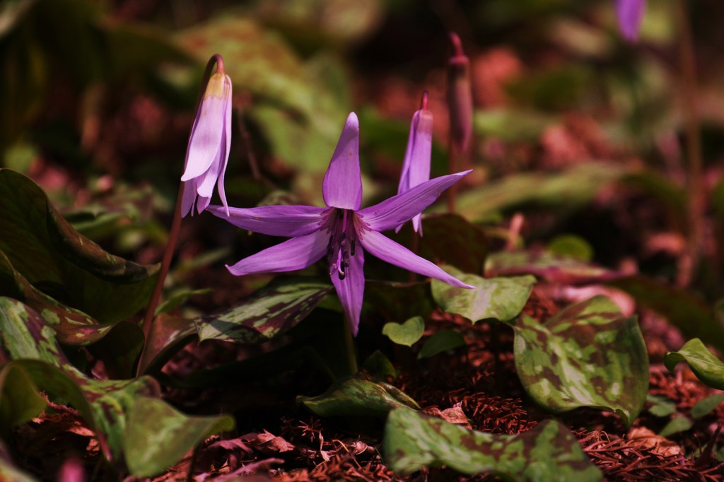 かたくりの花2