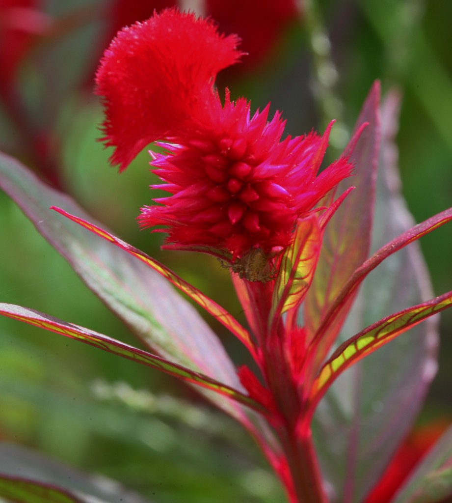 鶏頭の花