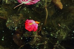 池に落ちた真っ赤な花弁