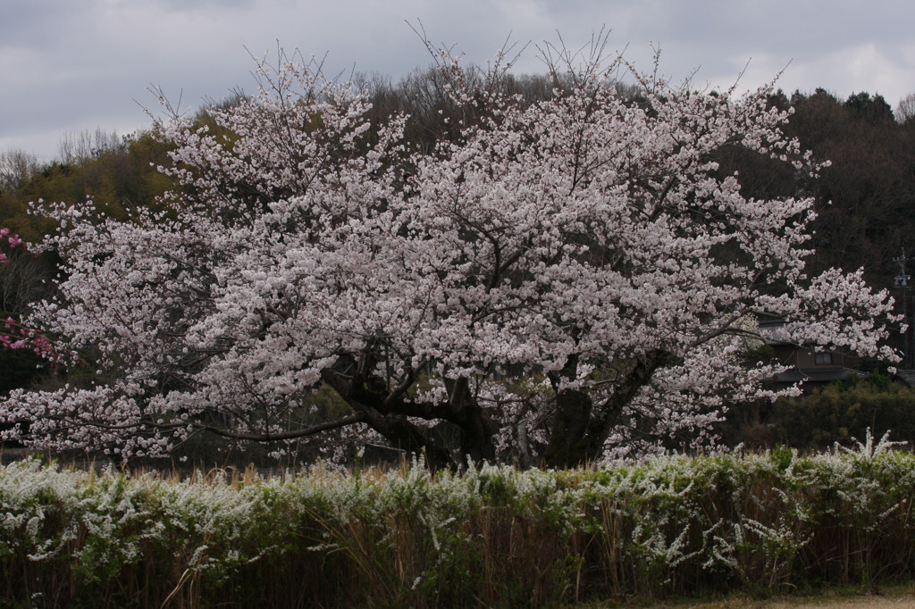 一本桜