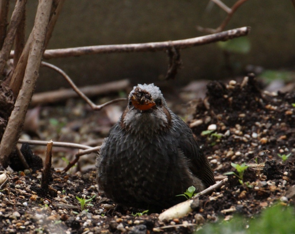 肥満鳥