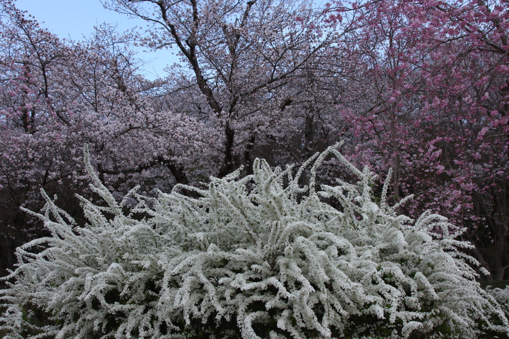 雪柳と桜