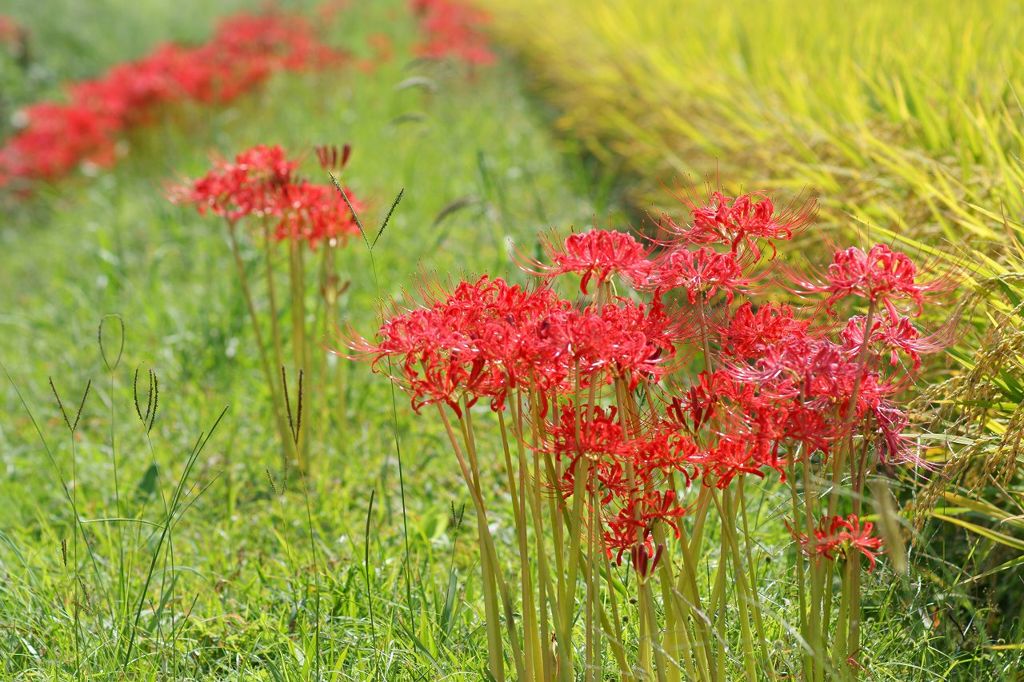 彼岸花